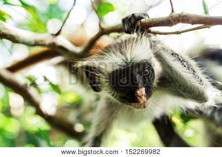 curious colobus monkey hanging on a tree in monkey forest, Zanzibar