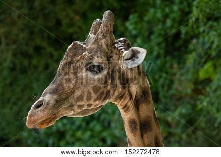 Kordofan giraffe (Giraffa camelopardalis antiquorum), also known as the Central African giraffe. Wildlife animal. 