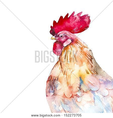 Beautiful colorful and bright watercolor rooster. Hand drawn illustration for your graphic design. Cock - Symbol of New Year 2017. Hand lettering