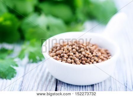 Coriandre