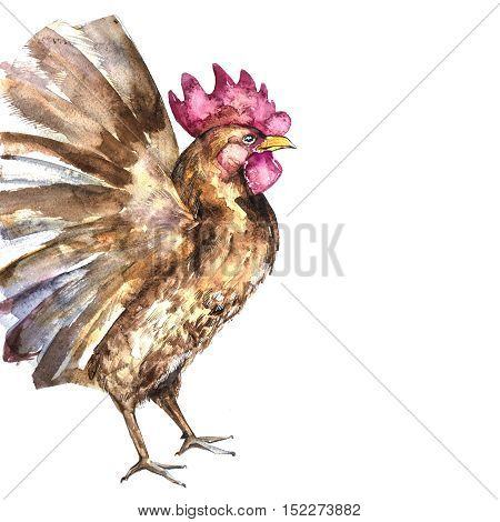 Beautiful colorful and bright watercolor rooster. Hand drawn illustration for your graphic design. Cock - Symbol of New Year 2017. Hand lettering