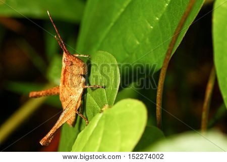 Grasshopper brown on green leaf in wild