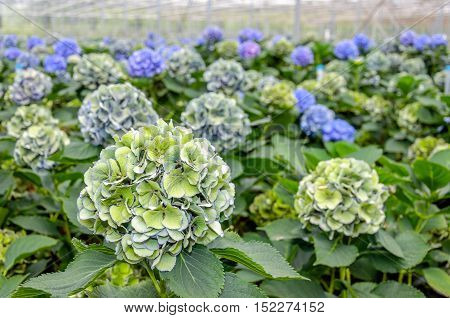 Colorful budding and blooming Hydrangea macrophylla plants in a specialized cut flowers nursery in the Netherlands.