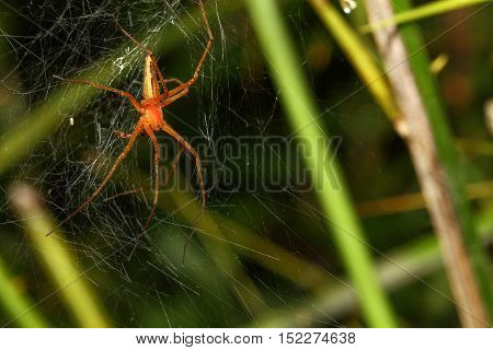 Lynx spider (Oxyopes) on Cobweb in wild
