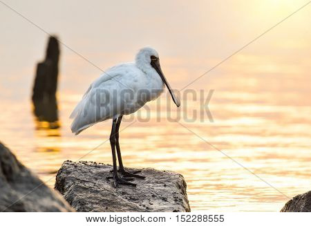 Black-faced Spoonbill