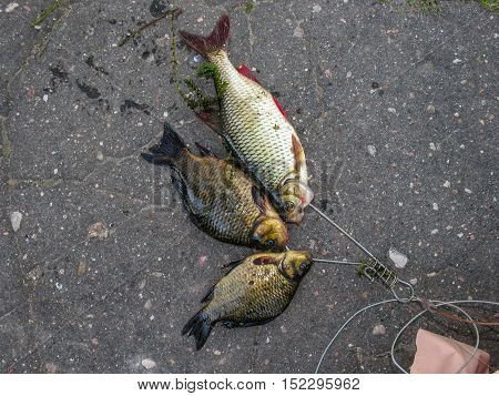 Not rich fishing trophies on the wire kukan