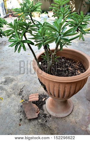 Potted plants because the roots of trees.