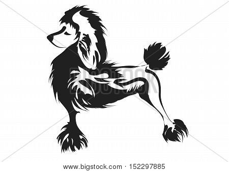poodle abstract silhouette isolated on white background