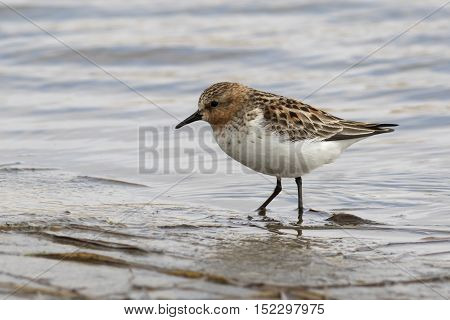 RED-NECKED STINT standing in the shallows spring day