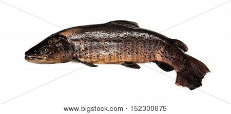 Fresh fish on a white background. salmon trout
