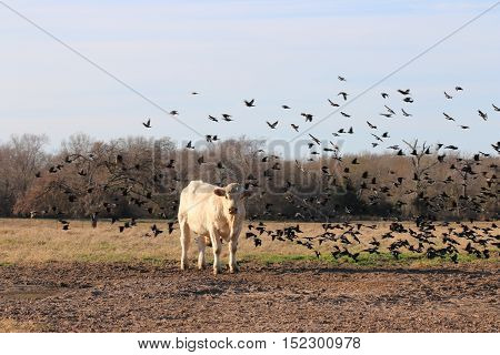 Cow in a field with birds flying around