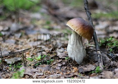 Oak Mushrooms in the moss, in the forest