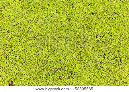 Lemna Minor – Marsh Grass.
