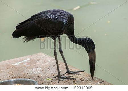 African openbill (Anastomus lamelligerus). Wildlife animal. 
