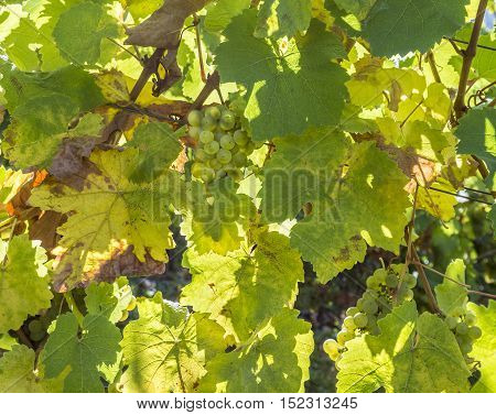 Green Vineyards In Autumn Ready For Harvest In Trittenheim