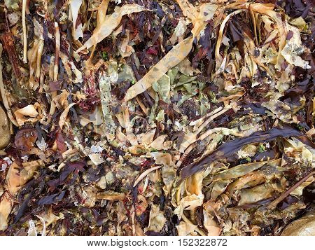 Mixed variety of seaweed in a mix of colors including red yellow and green on the sea shore. Can be used as a background for text.