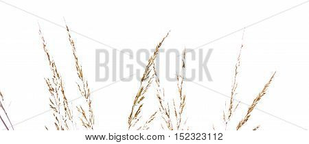 Wheat Isolated White Background Plant Top Fluffy Grain Natural Plant Nature Organic Copyspace