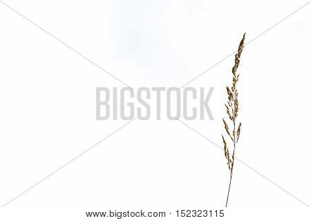 Wheat Isolated White Background Plant Top Fluffy Grain Natural Plant Nature Organic Copyspace