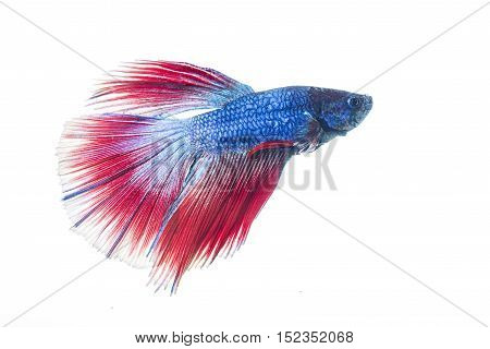 Red Betta Fish Isolate On White Background