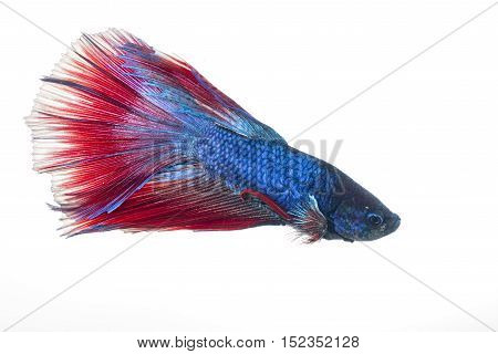 Colorful Betta Fish Isolated On White Background