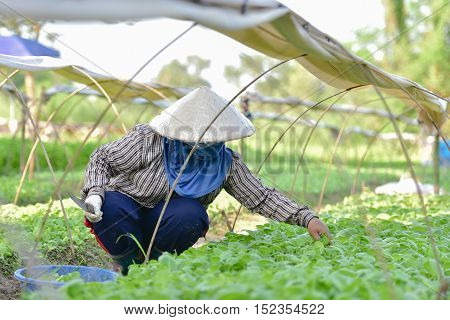 Tobacco farmers in the Upper East region.