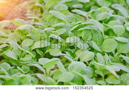 Tobacco farmers in the Upper East region.