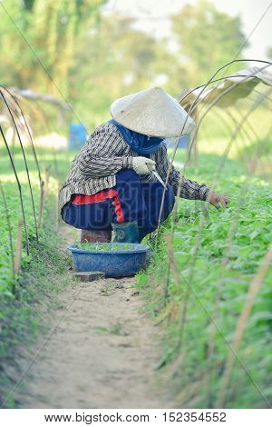 Tobacco farmers in the Upper East region.