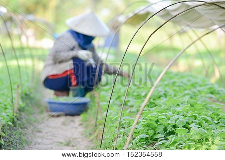 Tobacco farmers in the Upper East region.