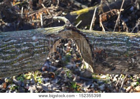 Beaver destruction on tree in wooded area