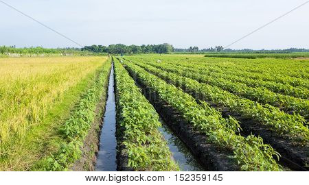 wonderful corp lines with water streams between them