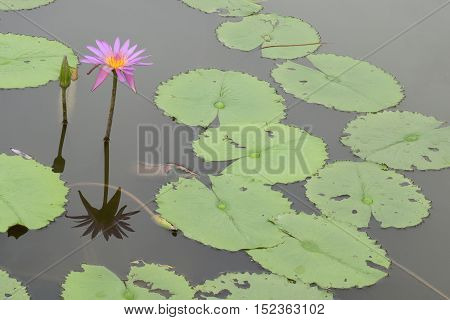 Water Lilies blooming on a pond at Singapore Japanese Garden