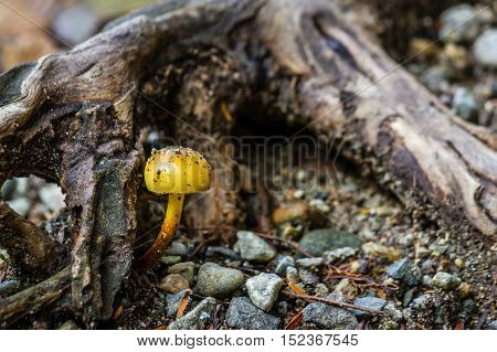 Amanita verna bad mushrooms in the forest Canada British Columbia