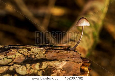 Amanita verna bad mushrooms in the forest Canada British Columbia