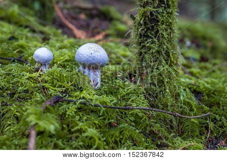 Amanita verna bad mushrooms in the forest Canada British Columbia