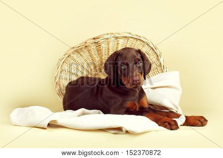 Beautiful purebred brown Doberman puppy is lying on a beige background with a basket and fabrics