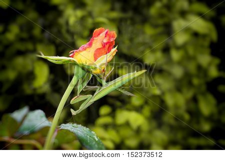 Green Praying Mantis Mantis religiosa sitting on a orange rosebud waiting for insects to catch them. Outside of Europe this species is also called European Mantis.