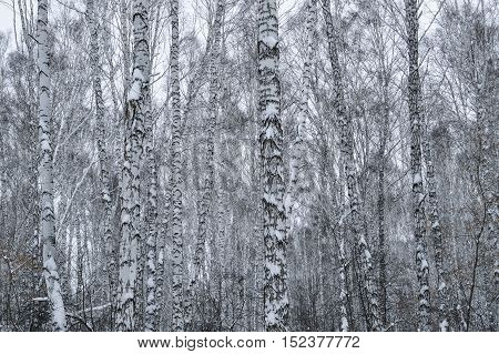 winter birch tree forest with snow and black and white pattern