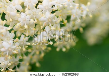 elderberry blossom flowers in the spring close background