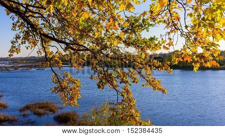 branch of a tree with yellow autumn leaves against the backdrop of the lake 