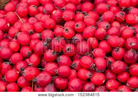 Ripe fruits of Hawthorn ordinary (lat. Crataegus laevigata) background