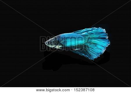 Beautiful Blue Betta Fish Isolated On Black Background