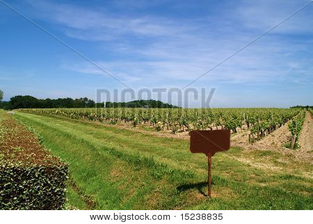 winorośli