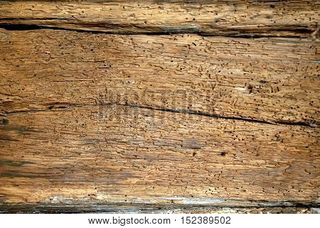Old wooden boards background full of shipworm holes texture