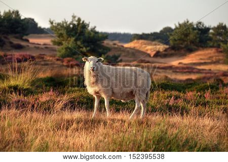 sheep on hill in summer Drents-Friese wold Netherlands