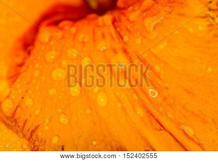 Macro of fresh orange flower in the garden