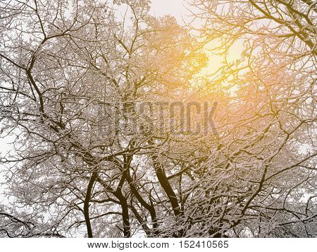 Tree branches and stems in snow and sunlight. Winter texture