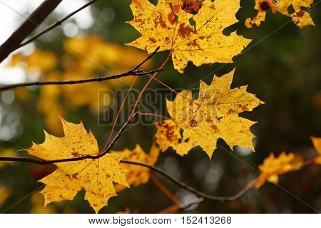 Fall autumn leaves background. A tree branch with autumn leaves of a maple on a blurred background.