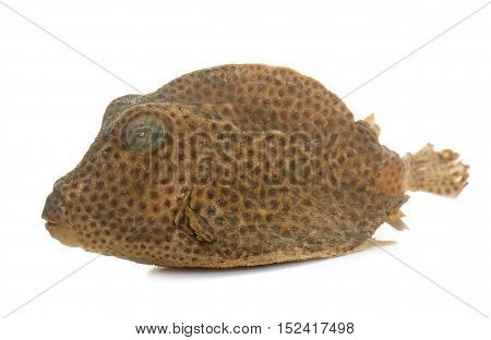 dried boxfish in front of white background