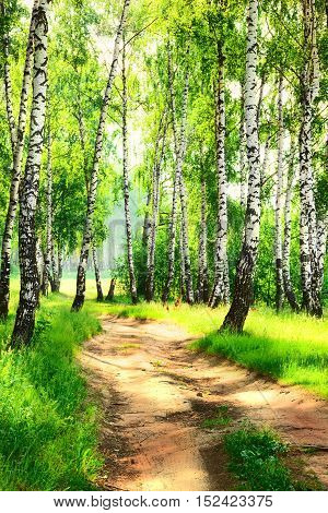birch forest in sun rays in the mornings