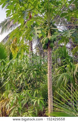 Unripe many green papayas growing on tree, bunch fruits, lat. Carica papaya or Caricaceae.